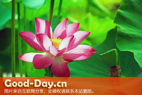 荷花