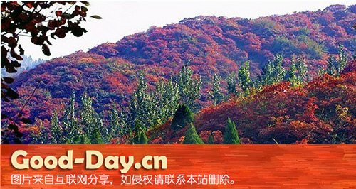 香山红叶